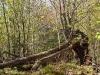 Blowdown southeast of Cropsey Pond